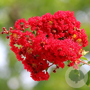 Lagerstroemia i. Best Red 150-175 cm 20L