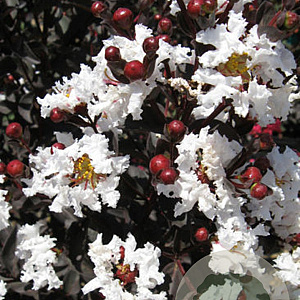 Lagerstroemia i. Pure White 150-175 cm 20L