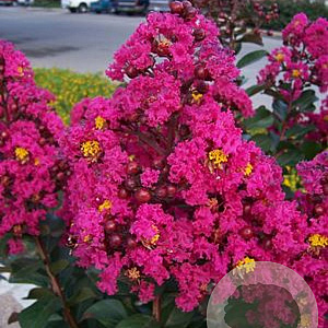 Lagerstroemia Pink Velour 200-250 cm cont. 80L