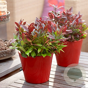 Leucothoe 'Little Flames' 60-70 cm 20L breed