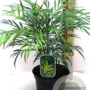 Mahonia eurybracteata Sweet Winter 125-150 cm 50L