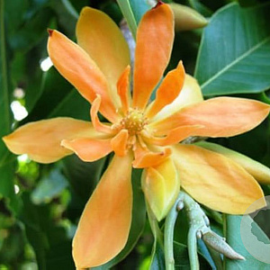 Magnolia champaca 175-200 cm 20L