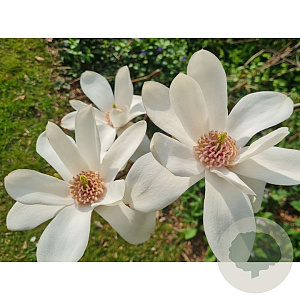 Magnolia 'Joli Pompon' 175-200 cm 20L