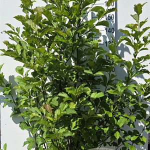 Magnolia kobus 175-200 cm 20L
