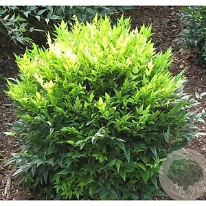 Nandina d. Magical Lemon & Lime 80-90 cm 35L