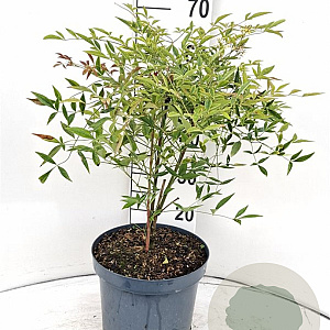 Nandina domestica 125-150 cm 20L