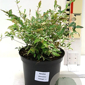 Nandina d. 'Twilight' 80-90 cm 35L