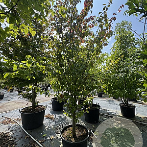 Parrotia persica 'Vanessa' 300-350 cm cont. 80L