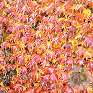 Parthenocissus tr. 'Green Spring' 200-250 cm 20L 3 stok