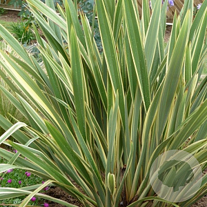 Phormium tenax 80-100 cm 20L