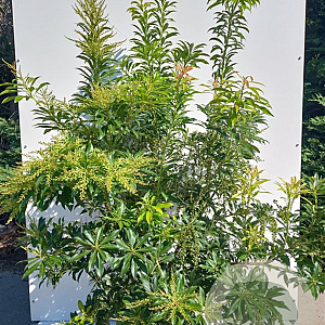 Pieris 'Forest Flame' 100-125 cm 20L