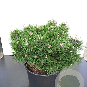 Pinus mugo 'Humpy' 60-80 cm cont. 130L breed