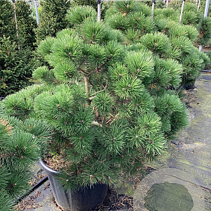 Pinus nigra 'Nana' 90-100 cm cont. 110L