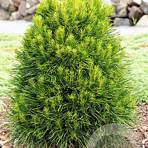Pinus sylv. 'Green Penguin' 50-60 cm 20L