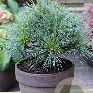 Pinus strobus 'Reinshaus' 30-40 cm 20L
