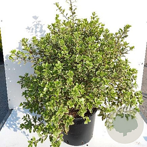 Pittosporum ten. 'Elizabeth' 80-100 cm 20L