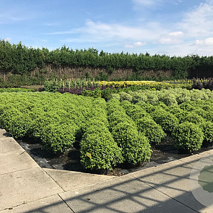Pittosporum ten. 'Golf Ball' 60-70 cm 20L breed