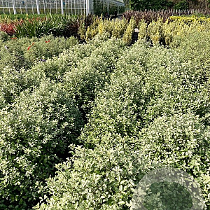 Pittosporum ten. 'Irene Paterson' 60-80 cm 20L