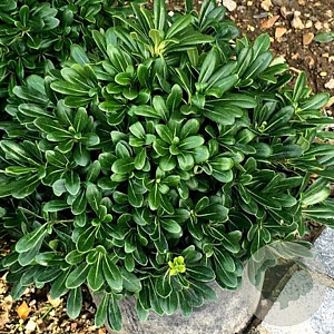 Pittosporum tob. 'Nanum' 40-50 cm 20L breed