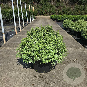 Pittosporum ten. 'Silver Ball' 60-70 cm 20L breed
