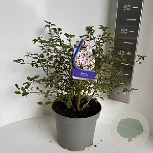 Prunus incisa 'Kojou-no-mai' 40-50 cm 5,0L