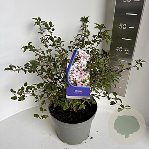 Prunus incisa 'Kojou-no-mai' 40-50 cm 5,0L