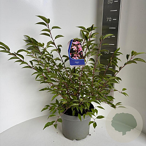 Prunus incisa 'Paean' 30-40 cm 5,0L