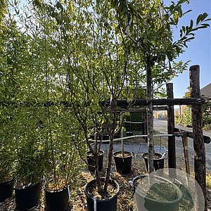 Prunus serrula 250-300 cm 50L