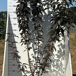 Prunus ser. 'Royal Burgundy' 175-200 cm 20L