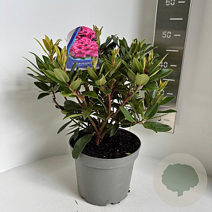 Rhododendron 'Marie Forte' 40-50 cm 5,0L