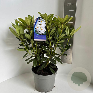 Rhododendron 'Madame Masson' 40-50 cm 5,0L