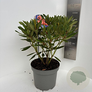 Rhododendron 'Tortoiseshell Orange' 40-50 cm 5,0L