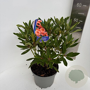 Rhododendron 'Tortoiseshell Orange' 40-50 cm 5,0L