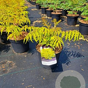 Rhus typhina Tiger Eyes 125-150 cm 50L