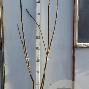 Rhus typhina 150-175 cm met kluit 3 tak meerstammig