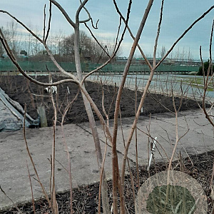 Rhus typhina 200-250 cm met kluit 3 stam