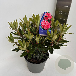 Rhododendron 'Vulcan's Flame' 40-50 cm 5,0L