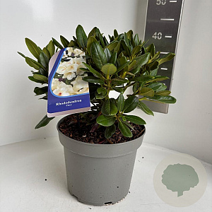Rhododendron yakushimanum 25-30 cm 5,0L