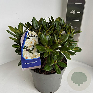 Rhododendron yakushimanum 25-30 cm 5,0L