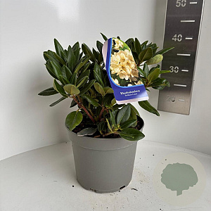 Rhododendron yakushimanum 30-40 cm 5,0L