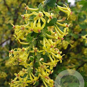 Ribes odoratum 125-150 cm 20L