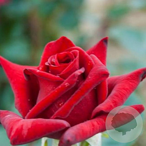 Rosa (T) 'Adahuin' 200-250 cm 20L 3 stok