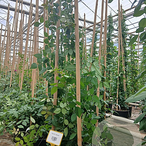 Rosa (K) 'Albertine' 200-250 cm 20L 3 stok