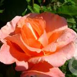 Rosa (K) 'Alibaba' 200-250 cm 20L 3 stok