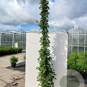 Rosa (K) 'Aloha' 200-250 cm 20L 3 stok