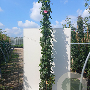 Rosa (F) 'Camelot' 200-250 cm 20L 3 stok