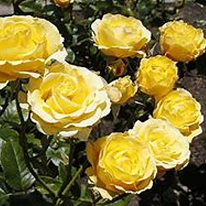 Rosa (K) Golden Gate 200-250 cm 20L 3 stok