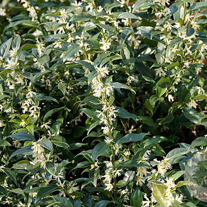 Sarcococca ruscifolia 80-100 cm 20L