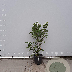 Tilia henryana 125-150 cm 35L