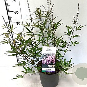 Vitex agnus-castus 'Santamaria' 100-125 cm 20L